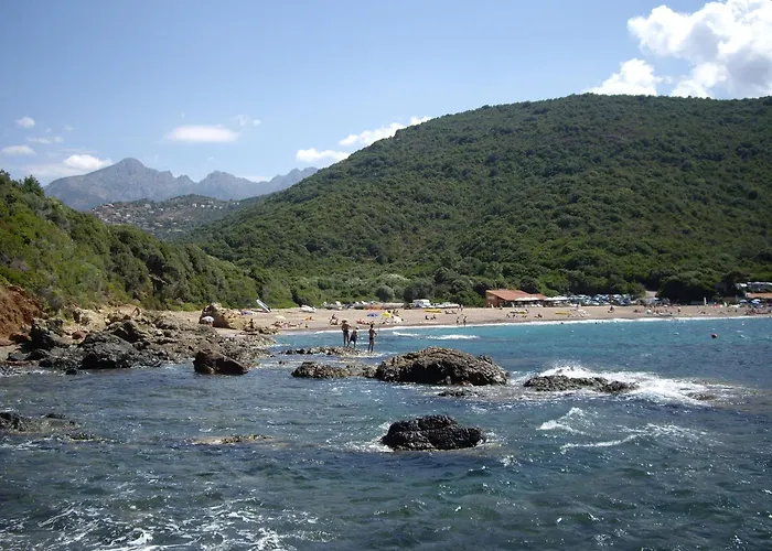 Les Asphodèles